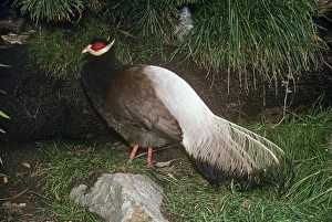 Brown-eared Pheasant / Manchurian-eared Pheasant Brown-eared Pheasant / Manchurian-eared Pheasant