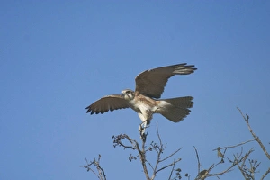 Brown Falcon - light morph, landing. Usually hunts from a prominent perch Brown Falcon - light morph, landing. Usually hunts from a prominent perch