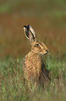 Brown Hare Print, Lepus capensis