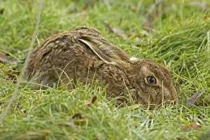 European Hare Species Prints: Brown Hare - UK