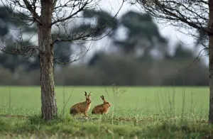 Brown Hare Pictures Prints: Brown Hare - x2