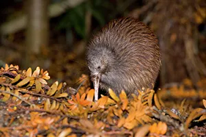 Brown Kiwi - adult one poking in the ground with its long beak searching for food in Brown Kiwi - adult one poking in the ground with its long beak searching for food in