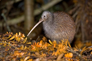 Brown Kiwi - adult one standing in native Kauri forest with fallen Kauri twigs visible Brown Kiwi - adult one standing in native Kauri forest with fallen Kauri twigs visible