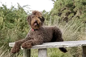 Home Decor With Dogs Prints: Brown labradoodle laying on table