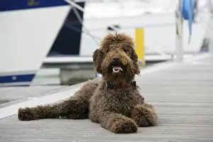 Brown Dog Breeds Prints: Brown labradoodle lying at dock