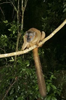Images Dated 24th July 2003: Brown Lemur of Mayotte Mayotte, Indain Ocean