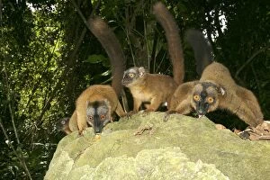 Images Dated 24th July 2003: Brown Lemur of Mayotte Mayotte, Indian Ocean