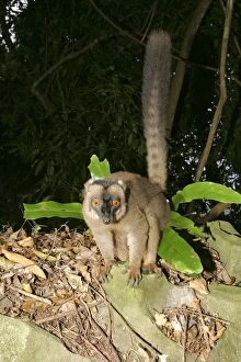 Images Dated 24th July 2003: Brown Lemur of Mayotte Mayotte, Indian Ocean