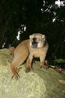 Images Dated 24th July 2003: Brown Lemur of Mayotte Mayotte Island, Indian Ocean