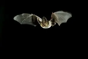 Brown Long-eared Bat Print - In Flight