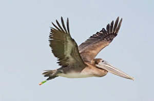 Brown Pelican - in flight with fishing hook and lure attached to foot. Sanibel Island Brown Pelican - in flight with fishing hook and lure attached to foot. Sanibel Island
