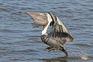 Images Dated 17th February 2004: Brown Pelican, landing on water. Pouch full of baitfish, Florida Panhandle, Florida, USA