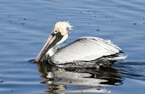 Images Dated 8th February 2004: Brown Pelican on water fishing, Florida Panhandle, Florida USA