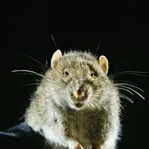 Prints of AEB-2395 BROWN / COMMON / NORWAY RAT Rattus norvegicus Elizabeth Bomford Please note that prints are for personal display purposes only and may not be reproduced in any way. Brown Rat Prints: Brown Rat Print AEB-2395