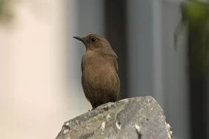 Images Dated 12th December 2004: Brown Rock-Chat - perched on rock. Frequents rocky hills, cliffs and old buildings