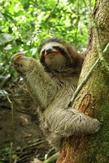 Images Dated 18th March 2006: Brown-throated Three-toed Sloth Cahuita N. P. Costa Rica