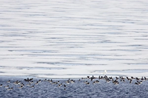 Brunnichs Guillemot - On edge of sea ice with Glaucous Gull (Larus hyperboreus) Brunnichs Guillemot - On edge of sea ice with Glaucous Gull (Larus hyperboreus)