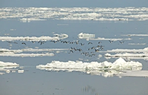 Brunnichs Guillemot - Flying over icefloes at sea Brunnichs Guillemot - Flying over icefloes at sea