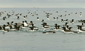 Brunnichs Guillemot - Mass swimming at sea Brunnichs Guillemot - Mass swimming at sea