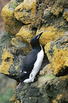Brunnichs Guillemots / Thick-billed Murre Brunnichs Guillemots / Thick-billed Murre