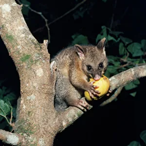 Brush-Tailed POSSUM - eating in tree Brush-Tailed POSSUM - eating in tree