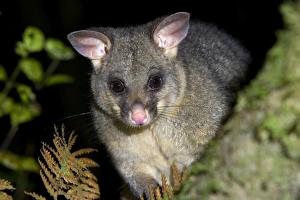 Brushtail Possom - portrait of an adult individual sitting on a tree branch Brushtail Possom - portrait of an adult individual sitting on a tree branch