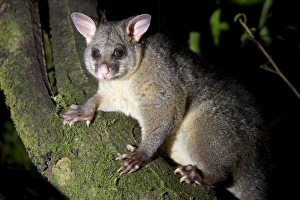 Brushtail Possom - sitting on a tree branch looking into camera Brushtail Possom - sitting on a tree branch looking into camera