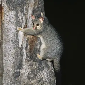 Wildlife Art Prints Online Prints: Brushtail Possum