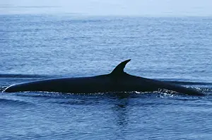Large Whale Species Prints: Bryde's Whale
