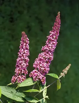 Purple Flowering Plants UK Prints: Buddleia