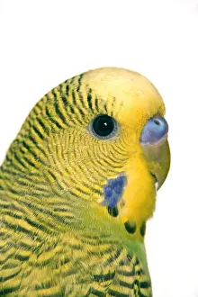 Melopsittacus Undulatus Images Prints: Budgerigar - close-up of face