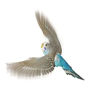 Tropical Parrot Images Prints: Budgerigar - in flight in studio