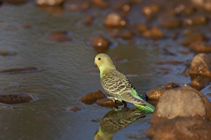 Budgerigar - juvenile drinking at a pool in Donkey Creek Budgerigar - juvenile drinking at a pool in Donkey Creek
