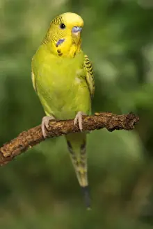 Budgerigar on Perch Print