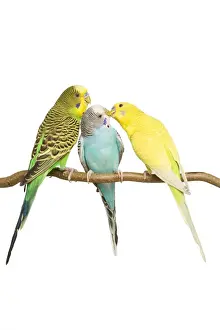 Budgerigars on Branch Print