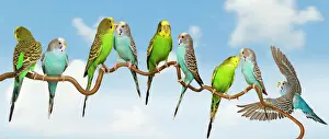 Budgerigars Perched on Twig Print LA-7106