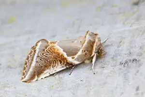 UK Wildlife Insects Prints: Buff Arches Moth - Cornwall - UK