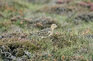 Limited Edition Wildlife Prints: Buff-breasted Sandpiper