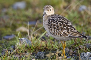 Buff Breasted Sandpiper - Autumn migrant Buff Breasted Sandpiper - Autumn migrant