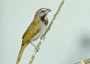 Personal Use Bird Prints Only Prints: Buff-throated Saltator