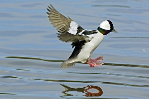 Bufflehead duck drake - landing in small lake Bufflehead duck drake - landing in small lake