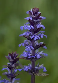 Woodland Flowers UK Prints: Bugle in flower