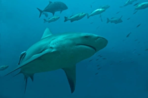 Bull Shark - moving through its potential prey after eating a tuna head Bull Shark - moving through its potential prey after eating a tuna head