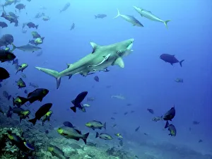 Bull shark - Swimming towards surface with mouth open Bull shark - Swimming towards surface with mouth open