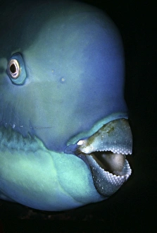 Bullethead Parrotfish - Note the many teeth that form the parrot like beak Bullethead Parrotfish - Note the many teeth that form the parrot like beak