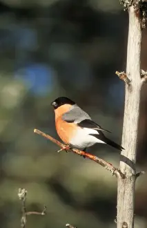Chris Knights Photographer Prints: Bullfinch