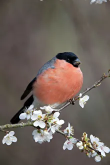 Bullfinch - male on Blossom in spring Bullfinch - male on Blossom in spring