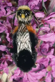 Wildlife Insects UK Prints: Bumble Bee - pair mating UK