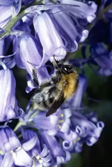 Close Up Bee Images Prints: Bumblebee - on Bluebell