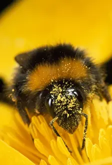Bombus Terrestris Images Prints: Bumblebee - with pollen - UK
